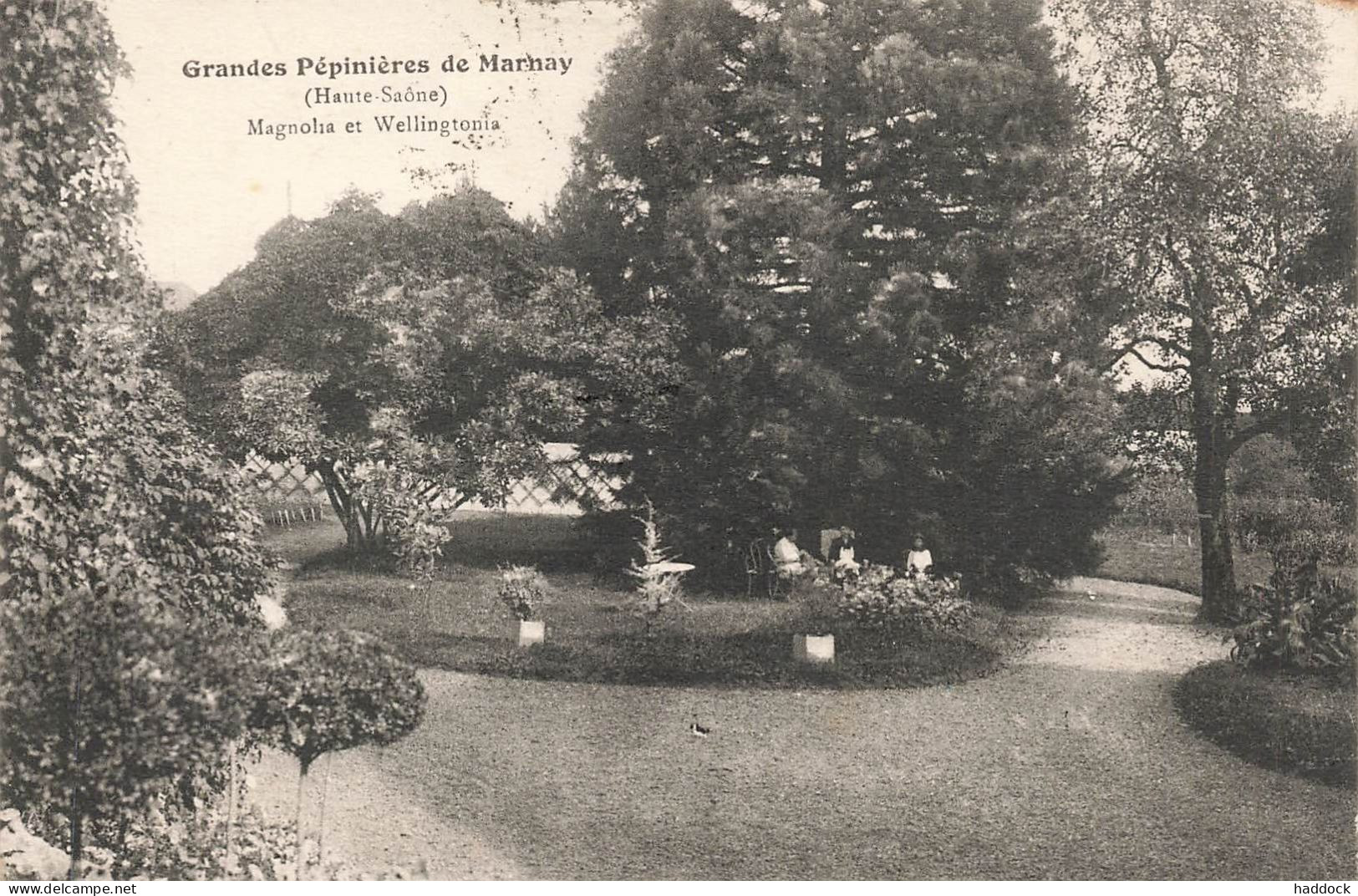 MARNAY : GRANDES PEPINIERES - MAGNOLIAS ET WELLINGTONIA