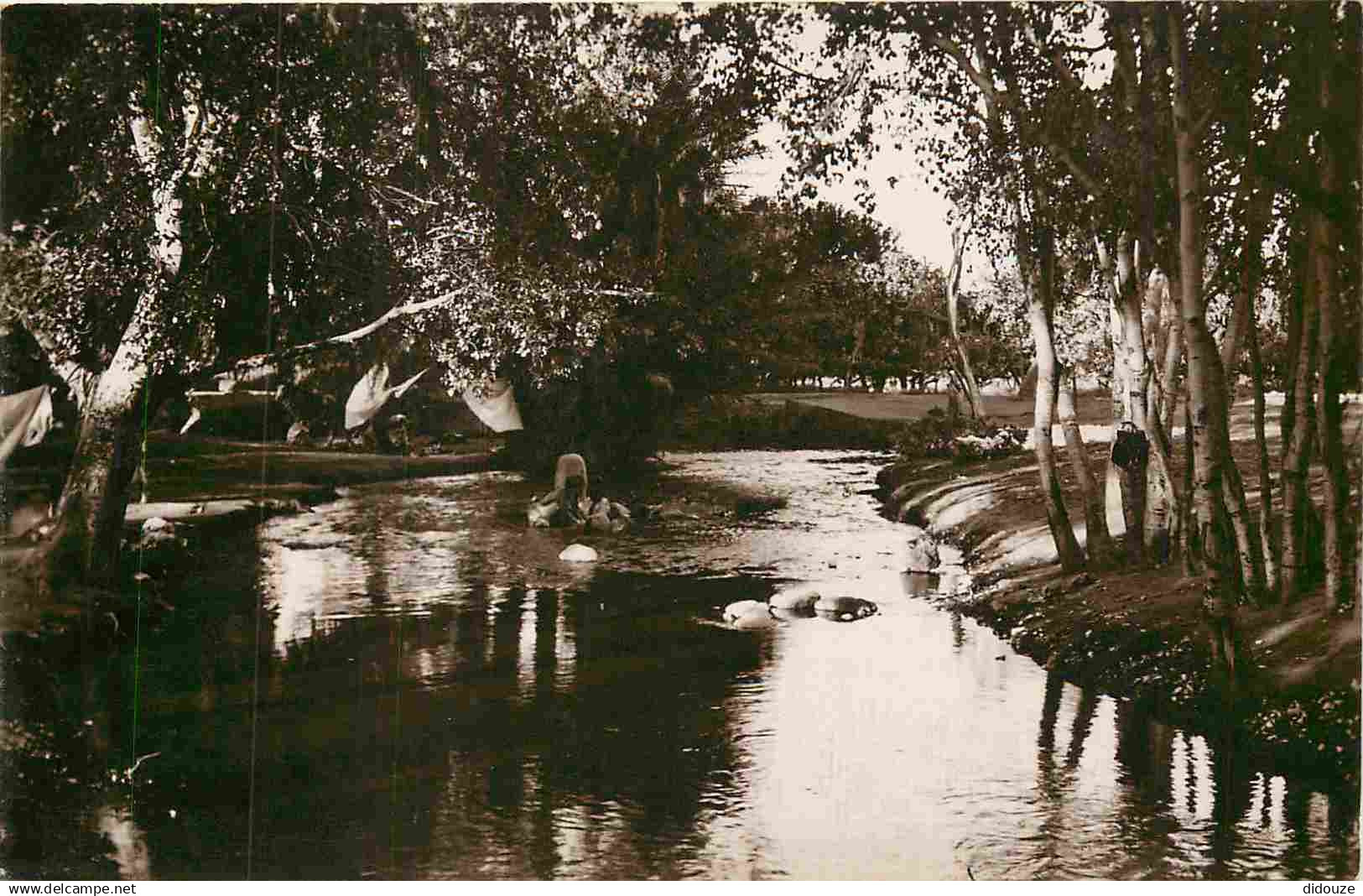 Maroc - Oujda - Sidi Yahia - L'Oasis - Carte Dentelée - CPSM format CPA - Voir Scans Recto-Verso