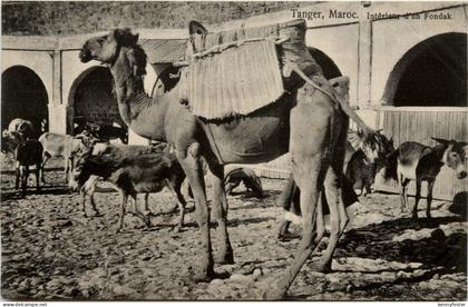 Tanger - Fondak - Camel