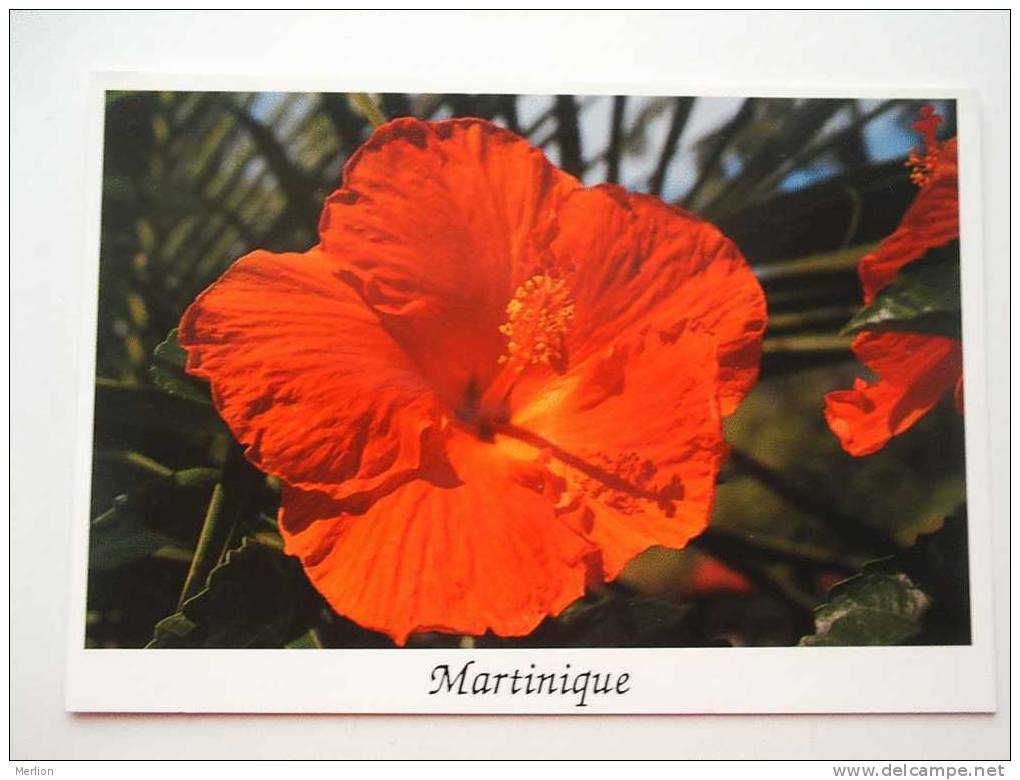Martinique  - Hibiscus -   CPM  -  VF  D46881