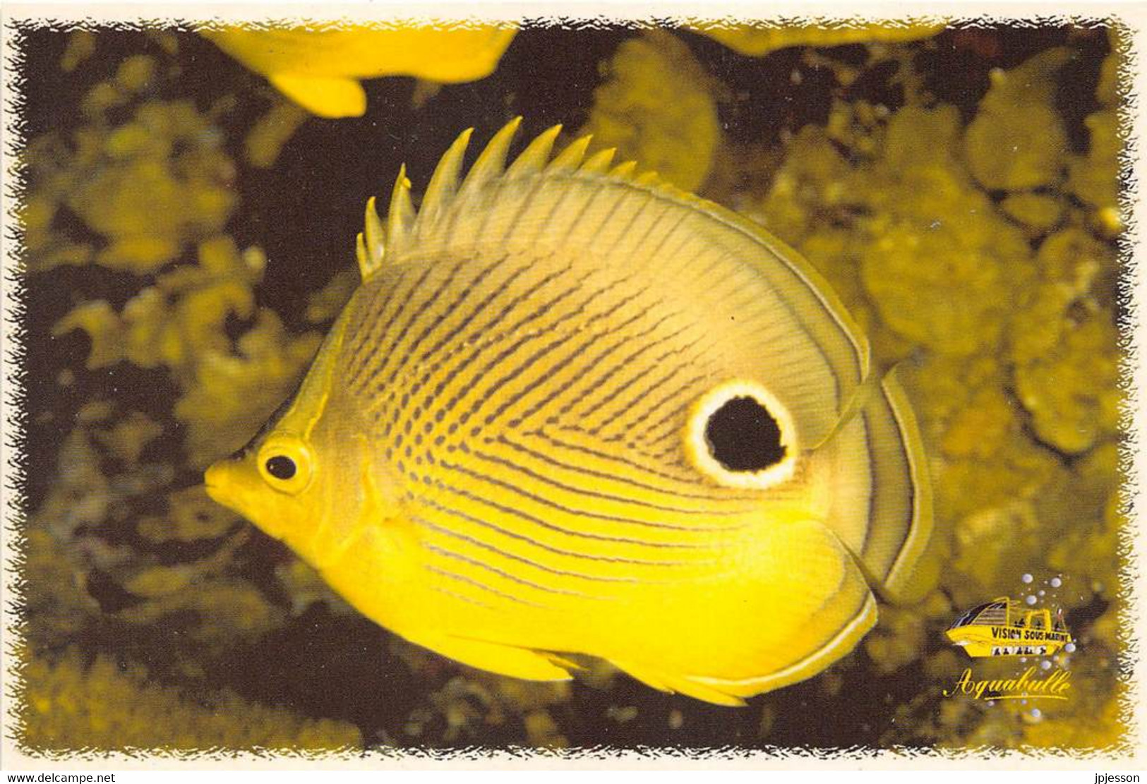 MARTINIQUE - LE MARIN - PORT DE PLAISANCE - "AQUABULLE" - POISSON