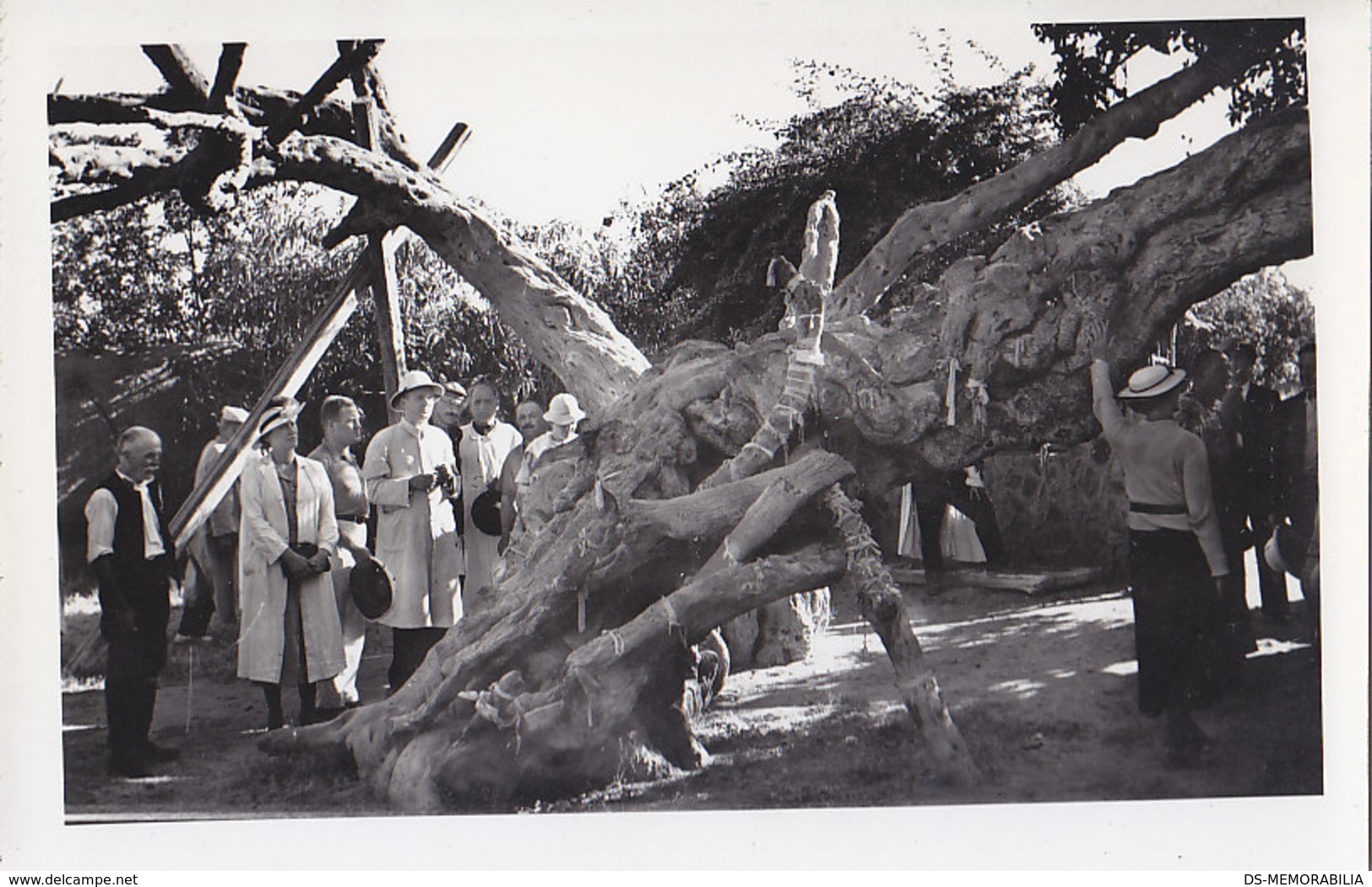 Matareya - The tree of Mary real photo postcard