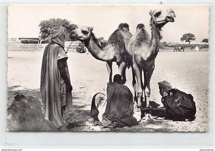 Mauritanie - Chameliers - Ed. Printania 3136