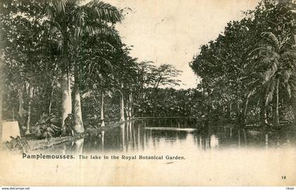 ILE MAURICE(ARBRE)