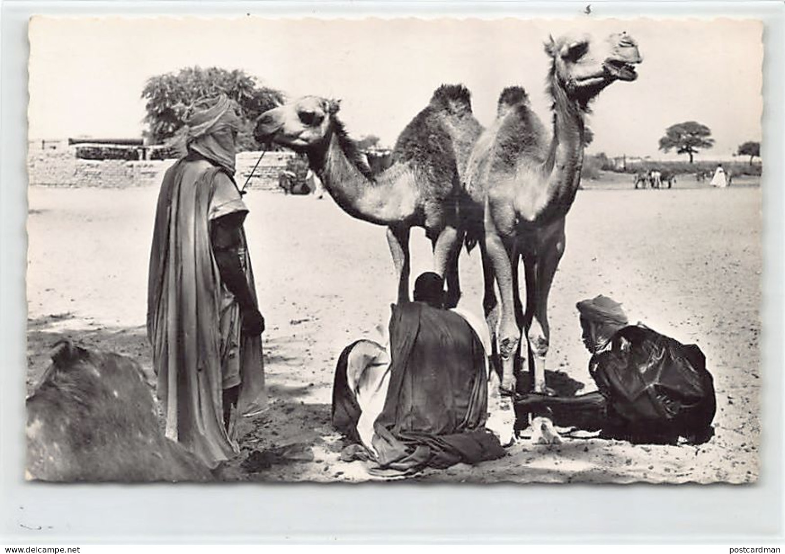 Mauritanie - Chameliers - Ed. Printania 3136