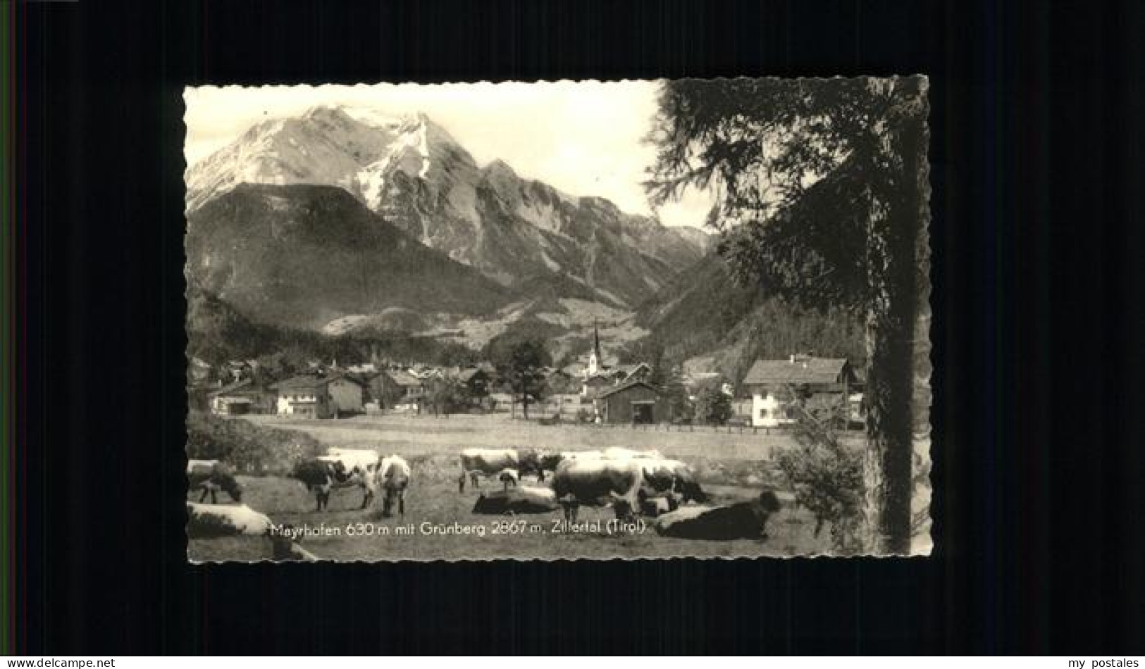 Mayrhofen Zillertal Gruenberg Kuehe