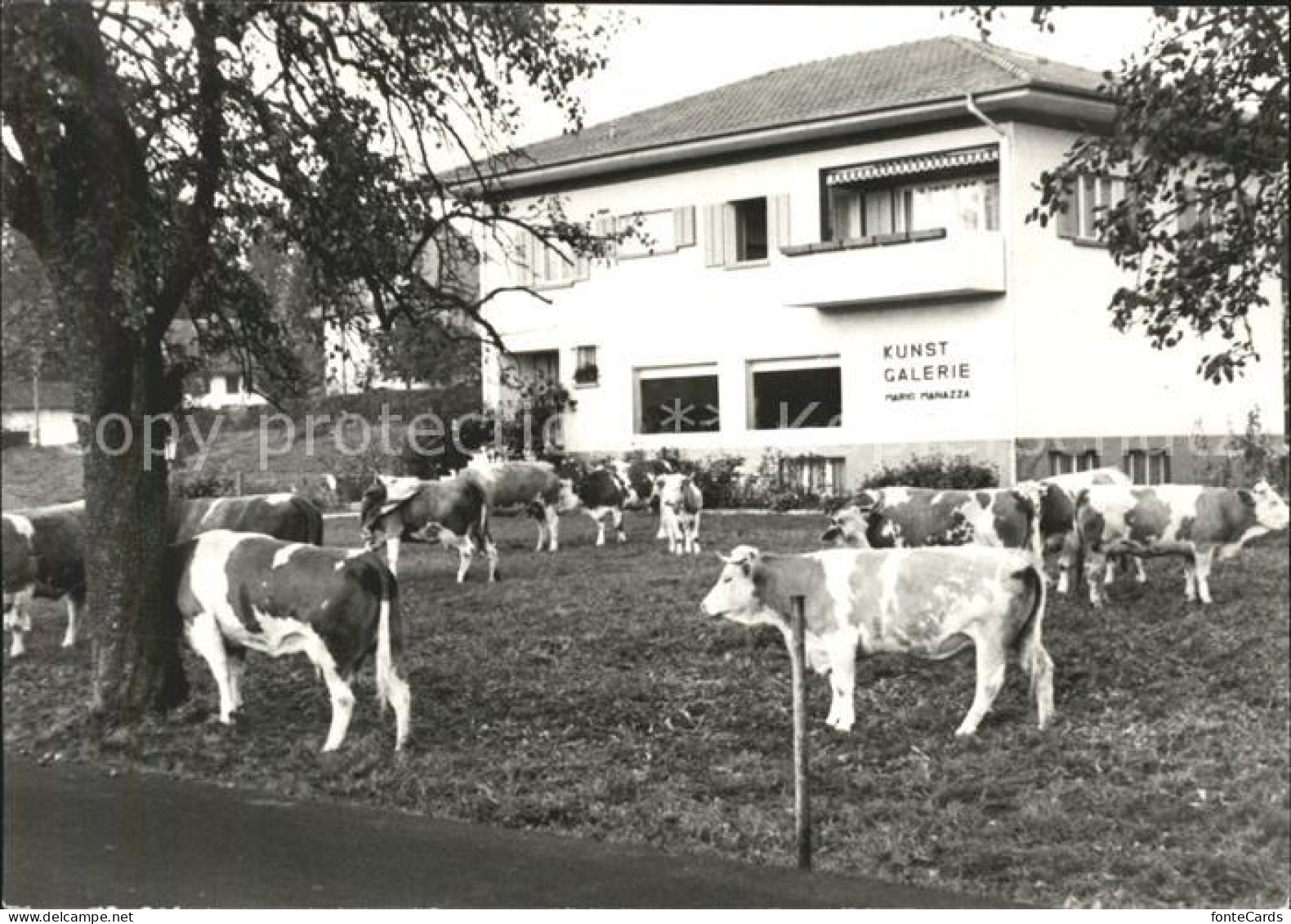 Meisterschwanden Kunstgalerie Mario Manazza Kuhherde