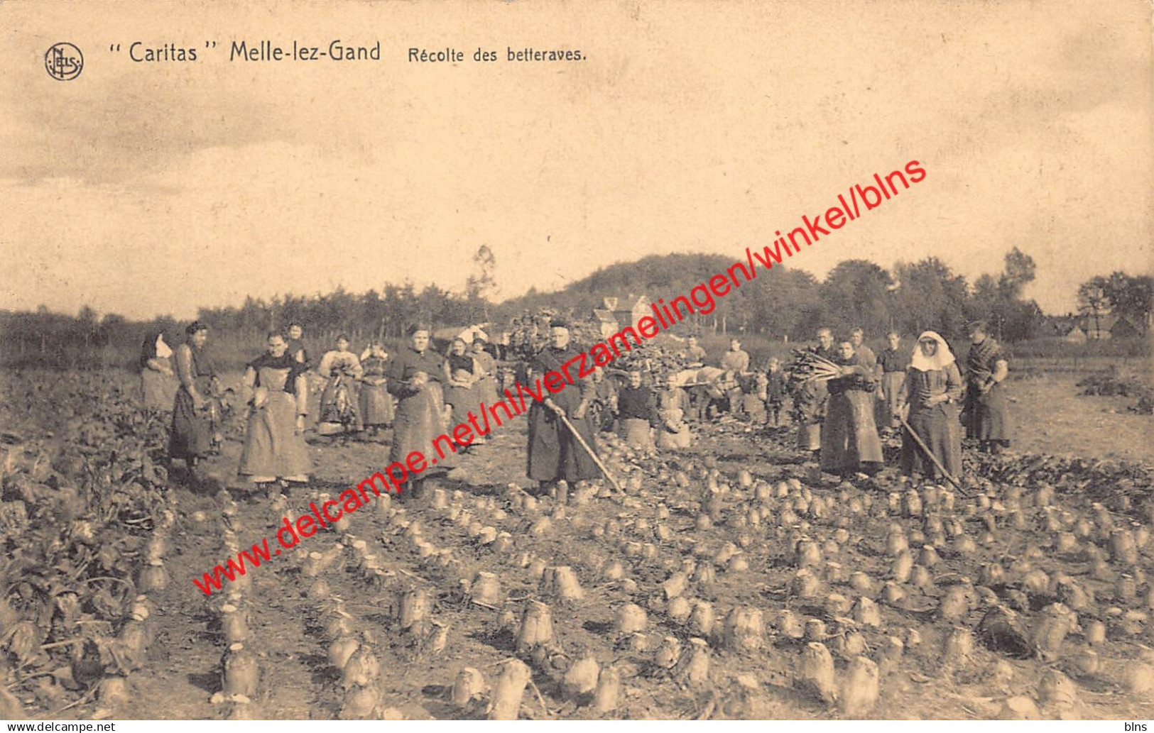 Melle-lez-Gand - Caritas - Récolte des betteraves - Melle