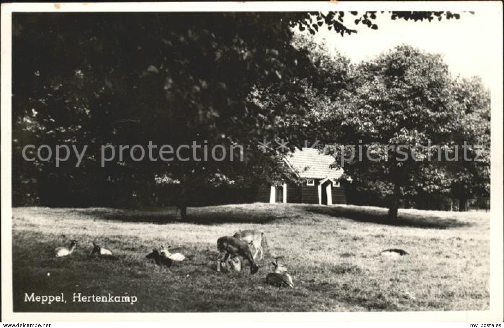 Meppel Hertenkamp Tiergehege