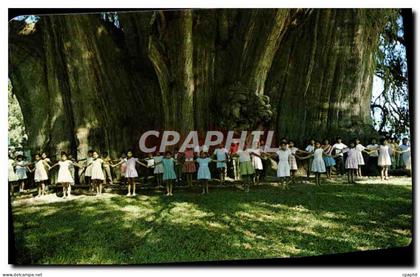 CPM Mexico Ninos demuestran lo Enorme del Arbol del Tule