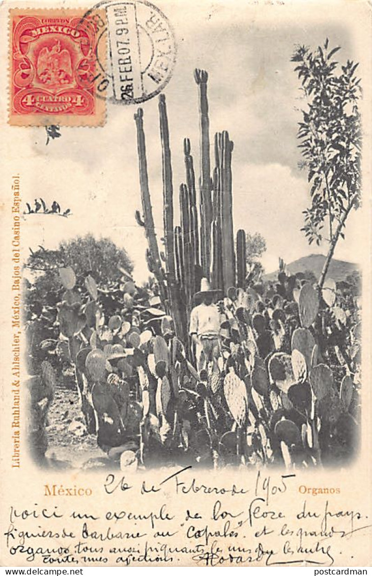 México - Organos - Cactus gigantes - Giant cacti - Ed. Ruhland &Ahlschier