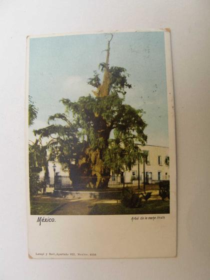 Mexico  - Arbol de la noche triste      F  D67783