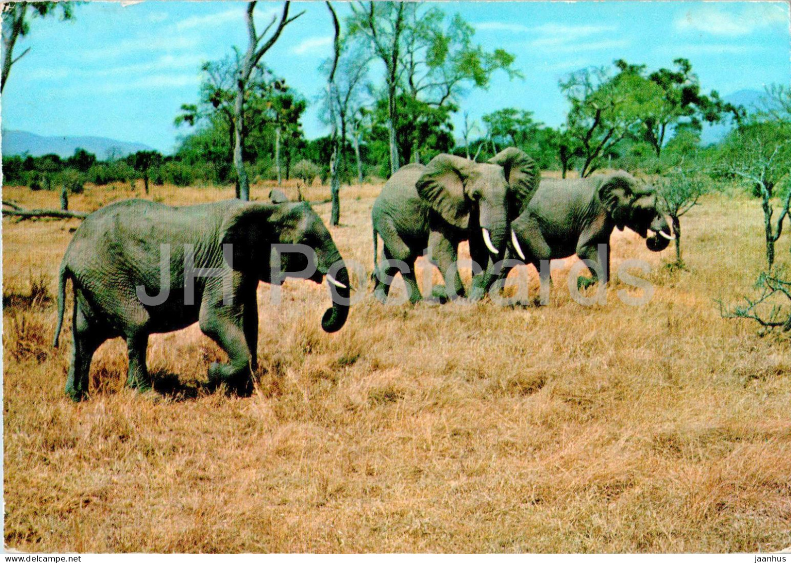 Mikumi Game Park - elephant - animals - 135 - 1972 - Tanzania - used
