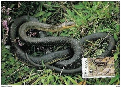 Moldavie : CM Carte Maximum WWF reptile serpent Elaphe longissima couleuvre esculape aesculapian snake askulapnatter