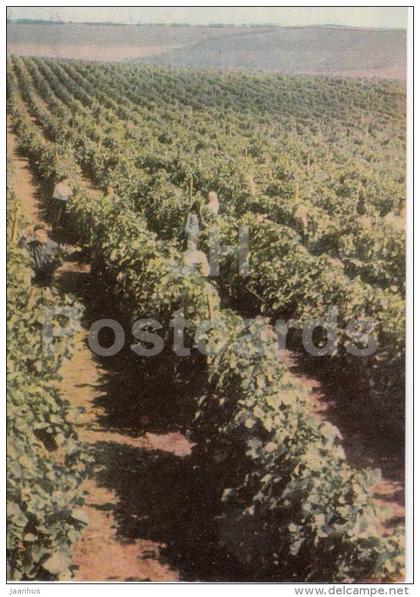 Grape Plantation - 1966 - Moldova USSR - unused
