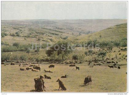 Hills of Moldova - sheep - shepherd - 1966 - Moldova USSR - unused