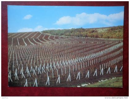 Vineyard Drawing - 1975 - Moldova USSR - unused