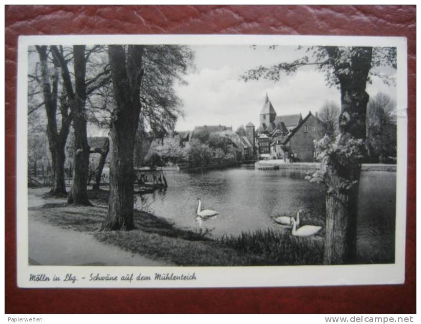 Mölln - Schwäne am Mühlenteich