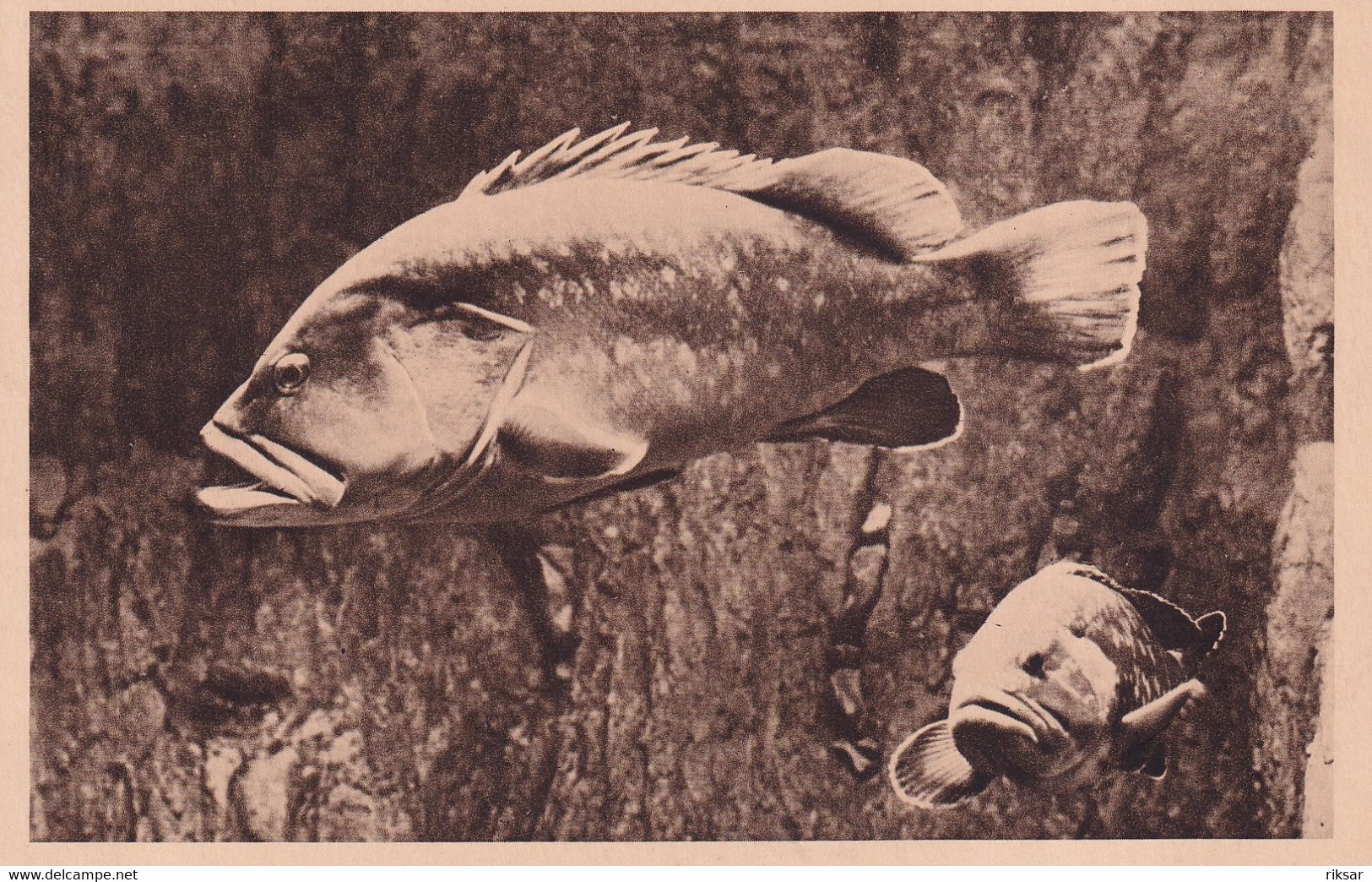 MONACO(AQUARIUM) POISSON