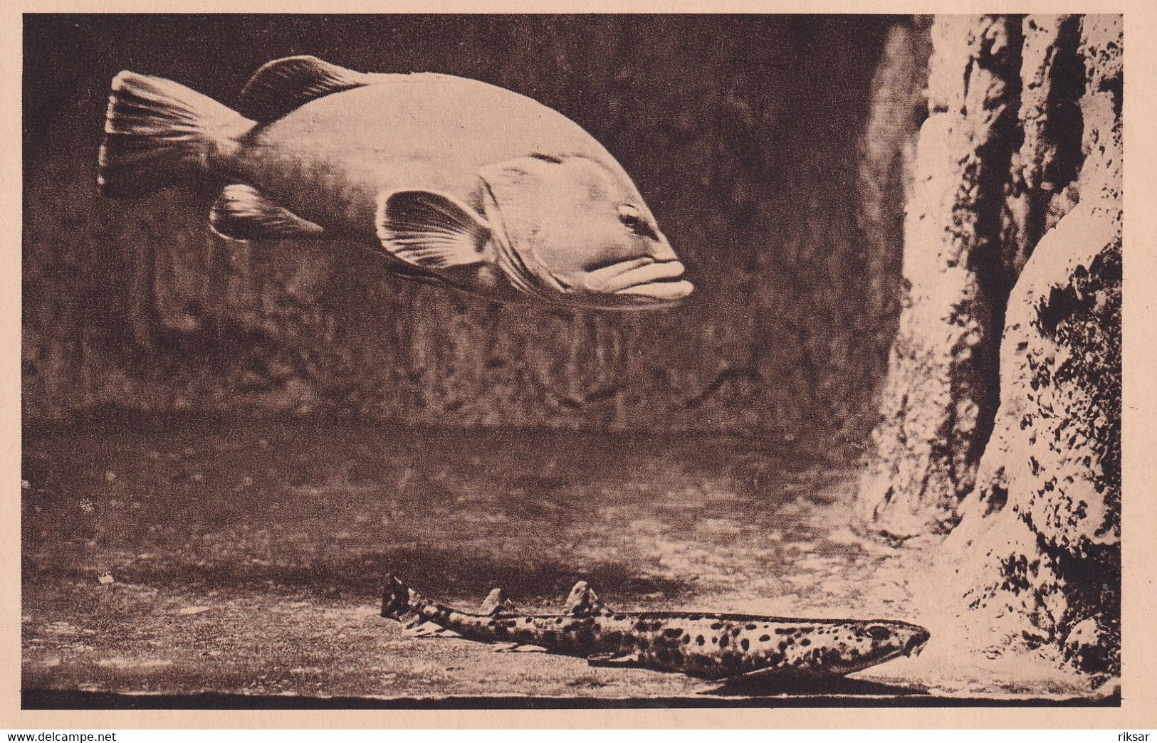 MONACO(AQUARIUM) POISSON