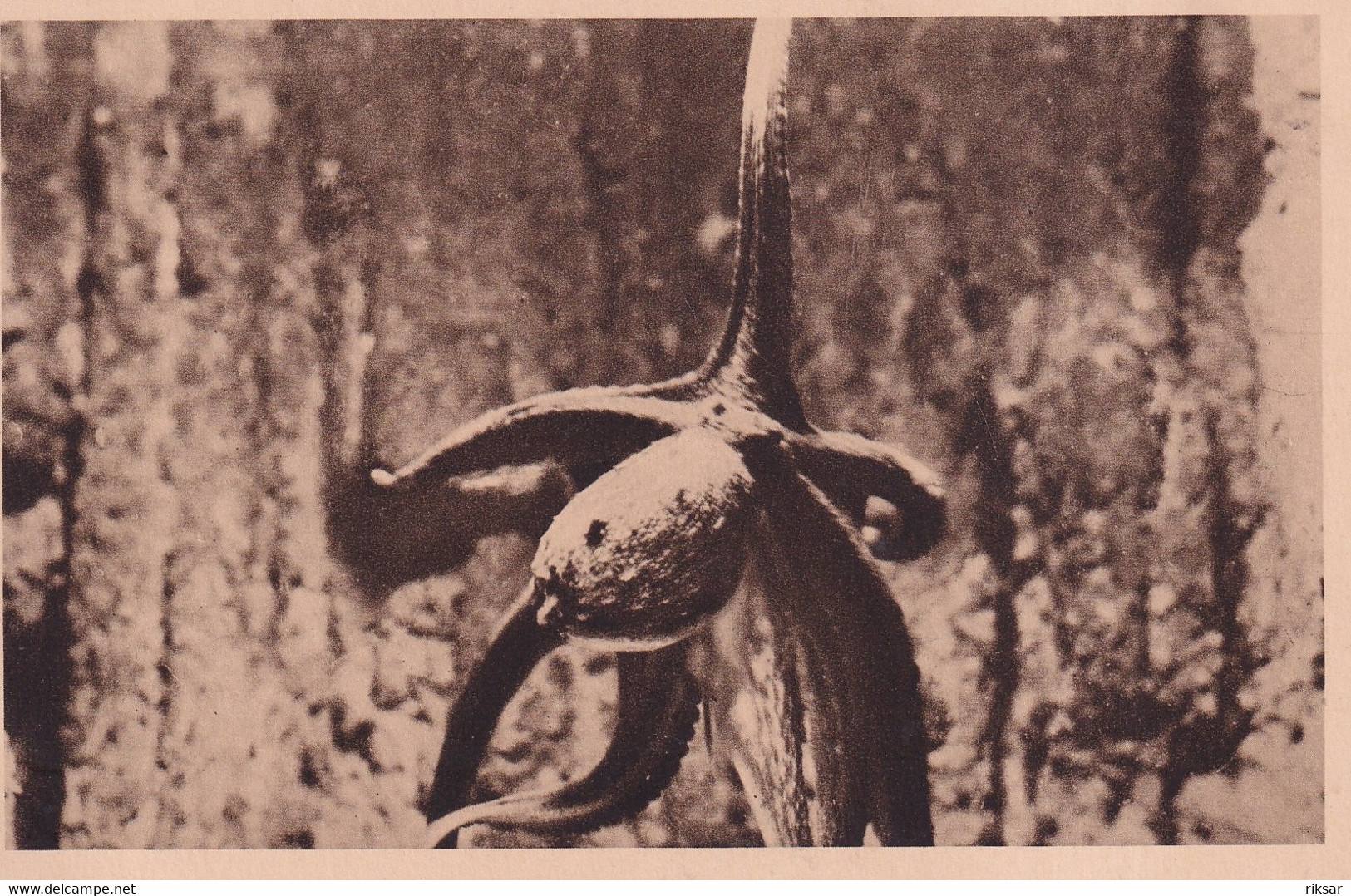 MONACO(AQUARIUM) POISSON