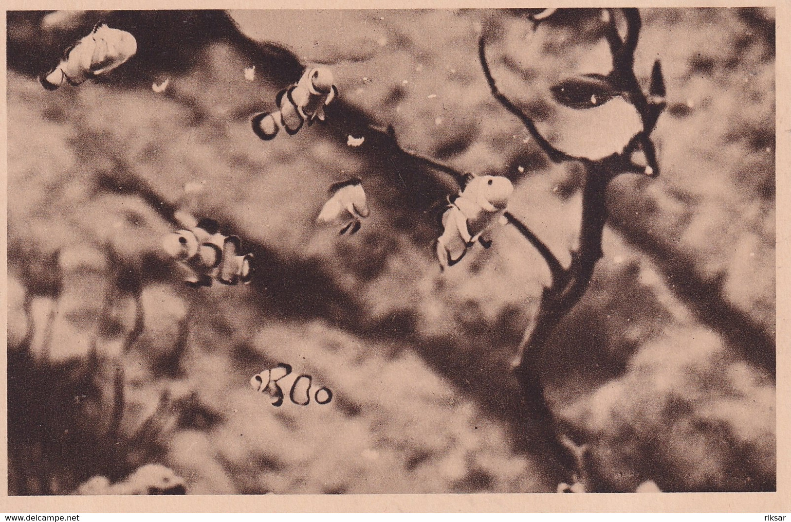 MONACO(AQUARIUM) POISSON