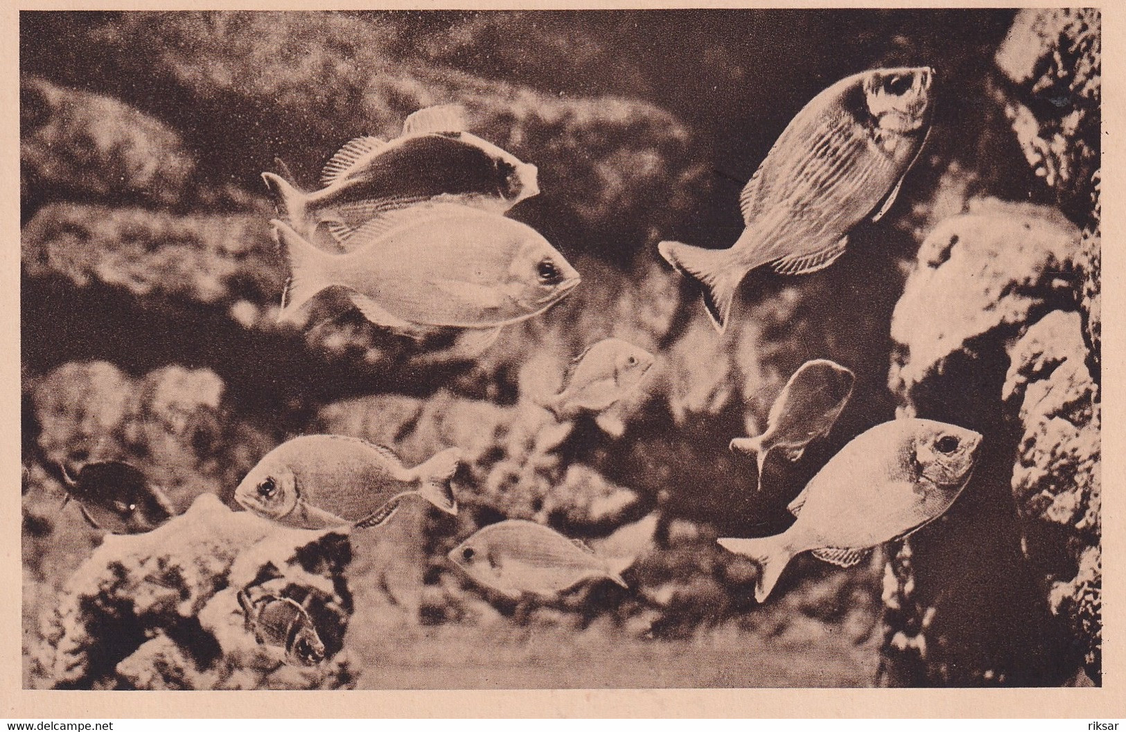 MONACO(AQUARIUM) POISSON