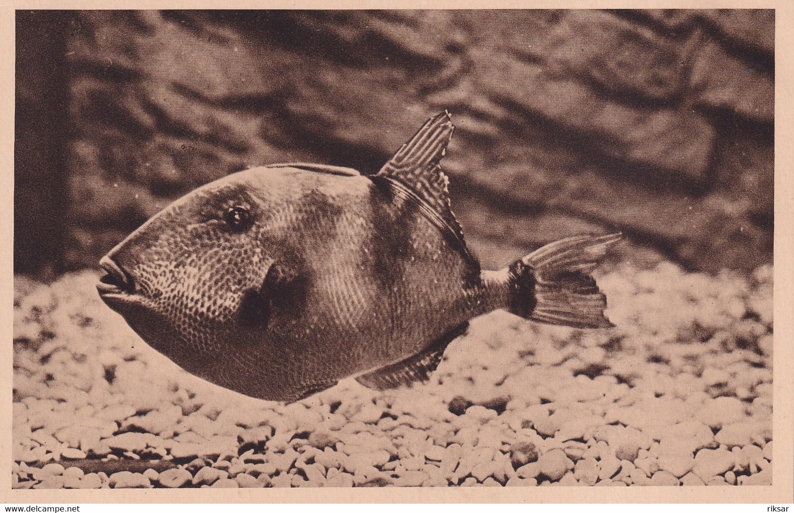 MONACO(AQUARIUM) POISSON