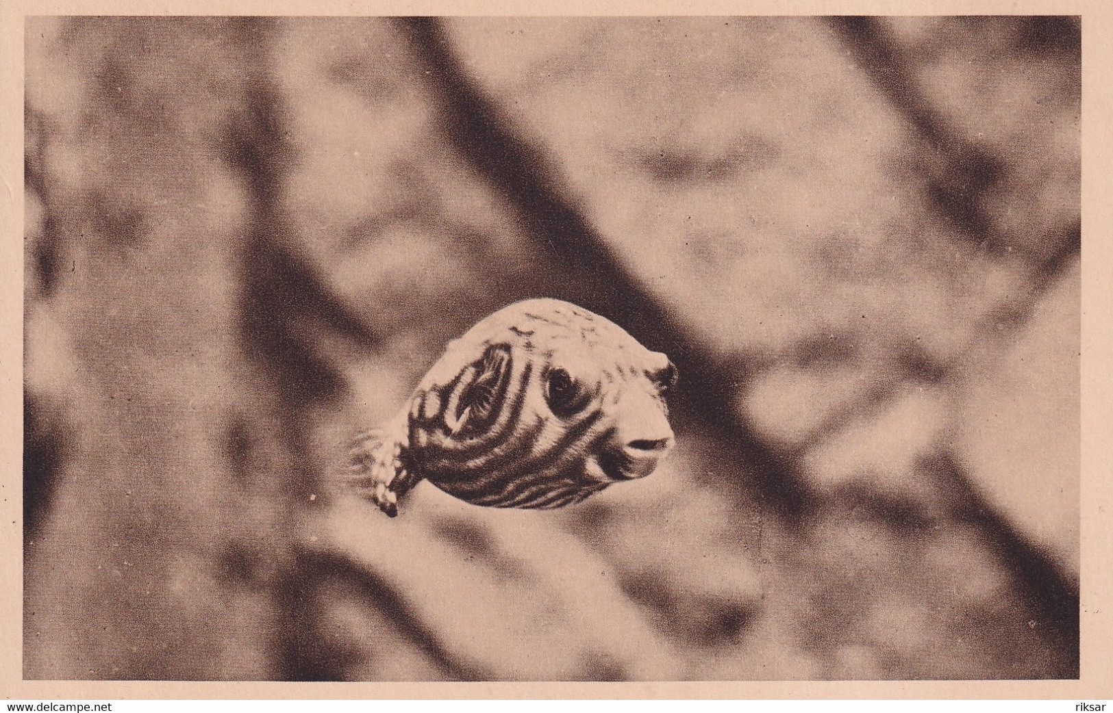 MONACO(AQUARIUM) POISSON