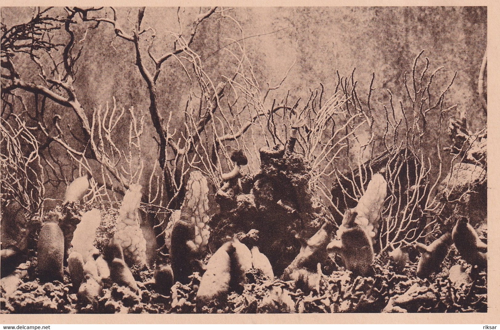 MONACO(AQUARIUM) POISSON