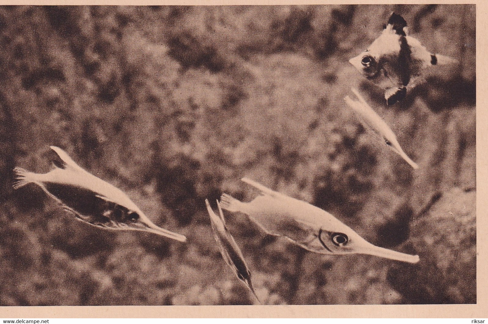 MONACO(AQUARIUM) POISSON