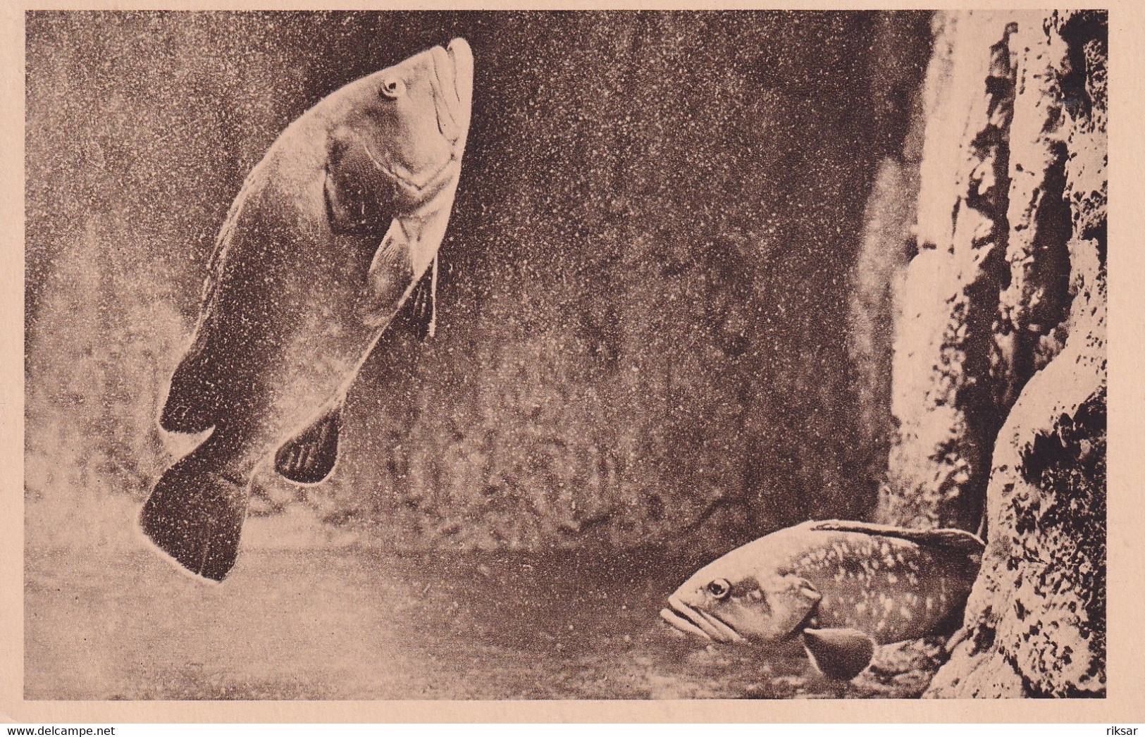 MONACO(AQUARIUM) POISSON