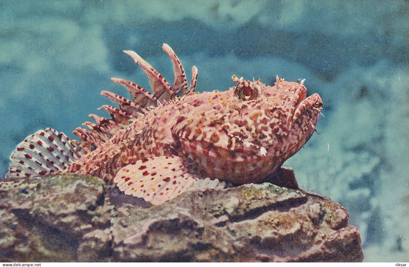 MONACO(AQUARIUM) POISSON