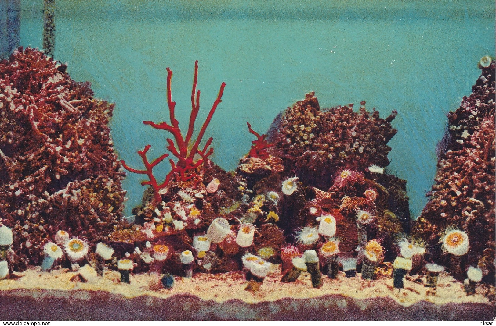 MONACO(AQUARIUM) POISSON