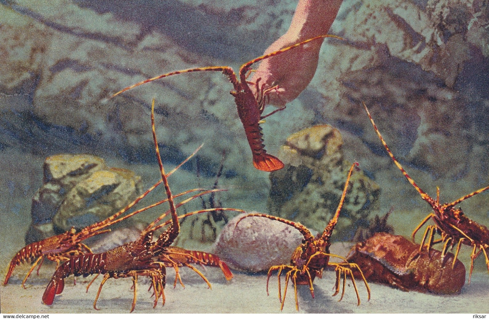 MONACO(AQUARIUM) POISSON