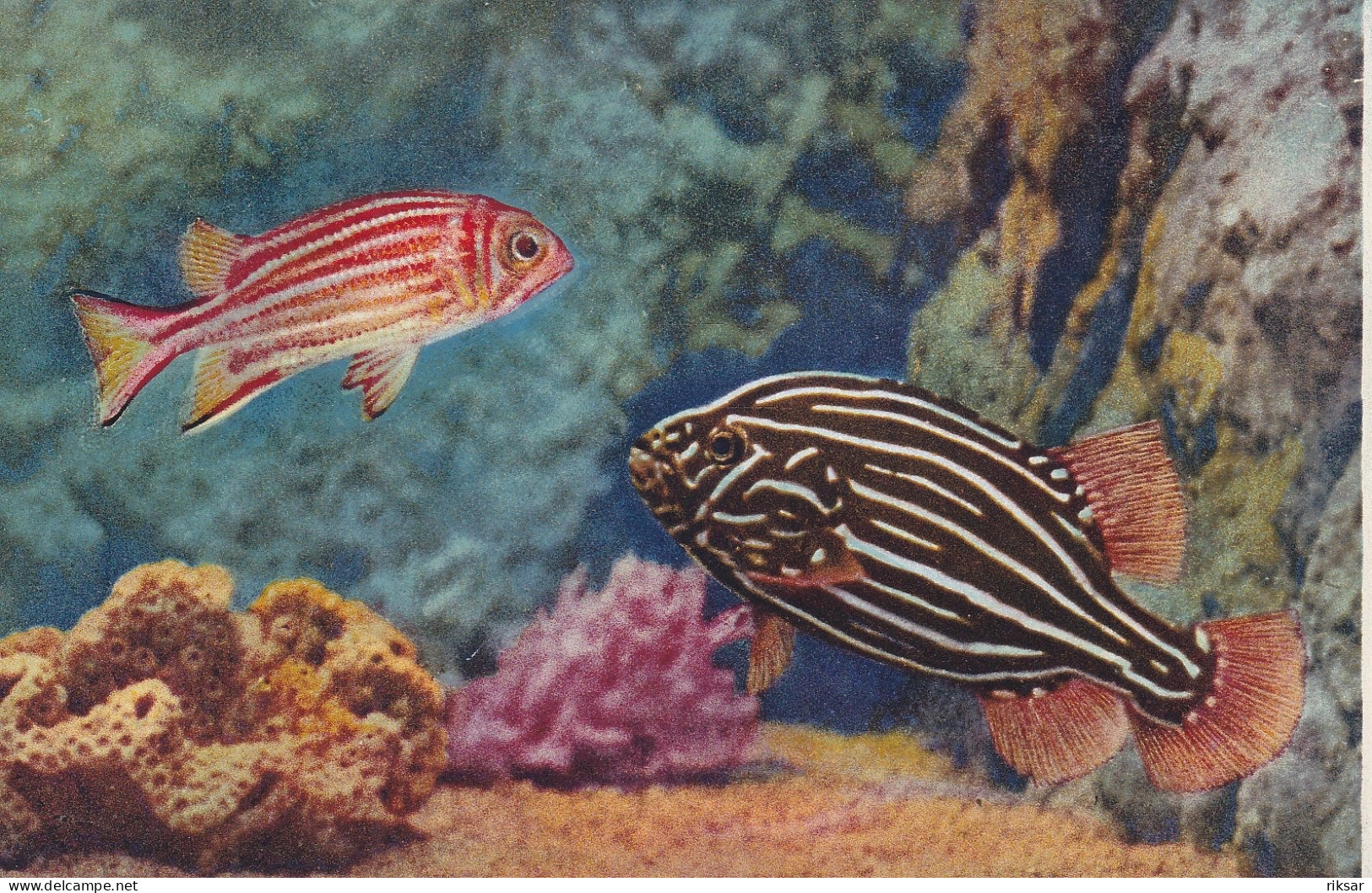 MONACO(AQUARIUM) POISSON