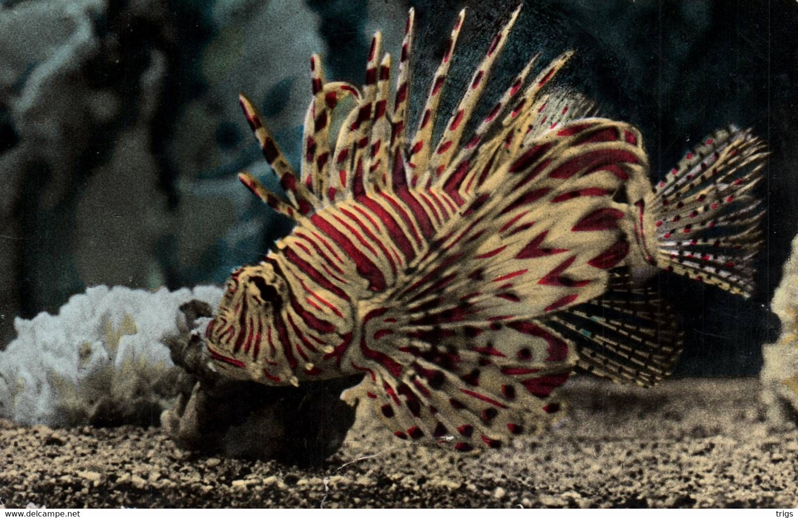 Monaco (Aquarium) - Pterois Volitans