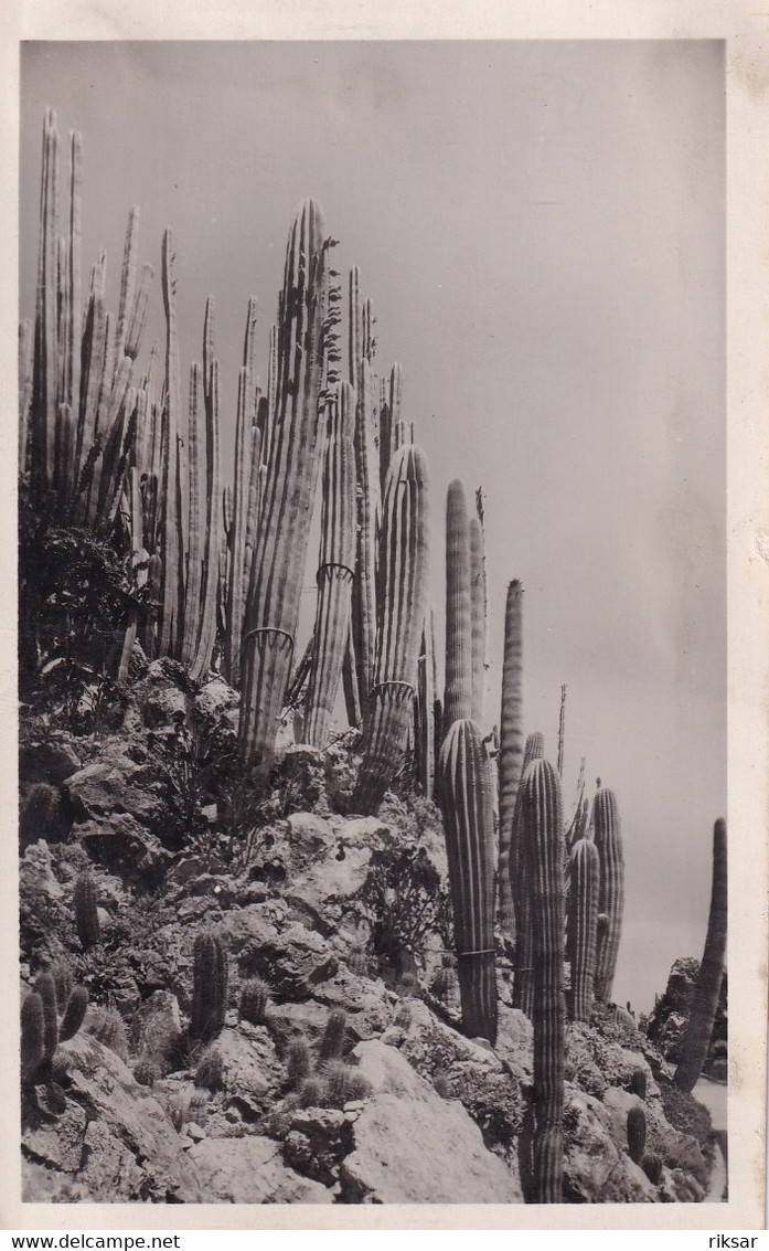 MONACO(ARBRE) CACTUS