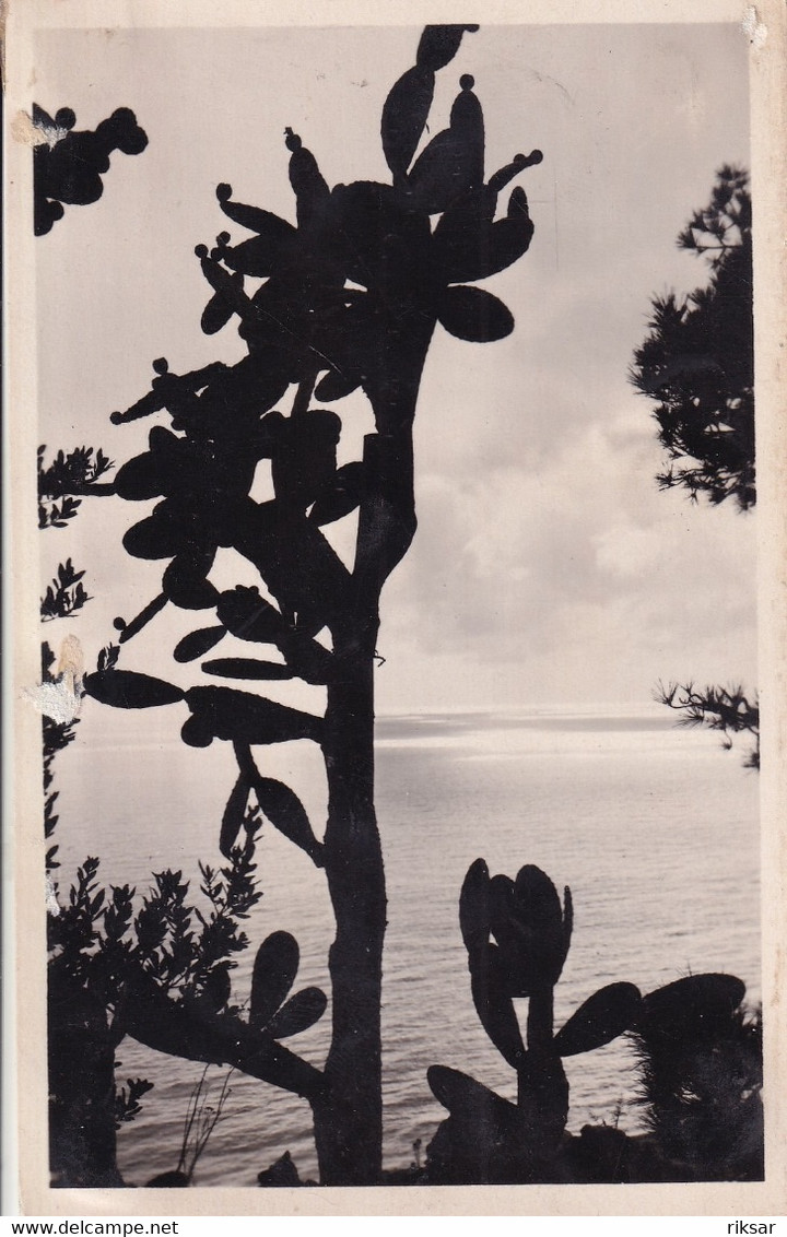 MONACO(ARBRE) CACTUS