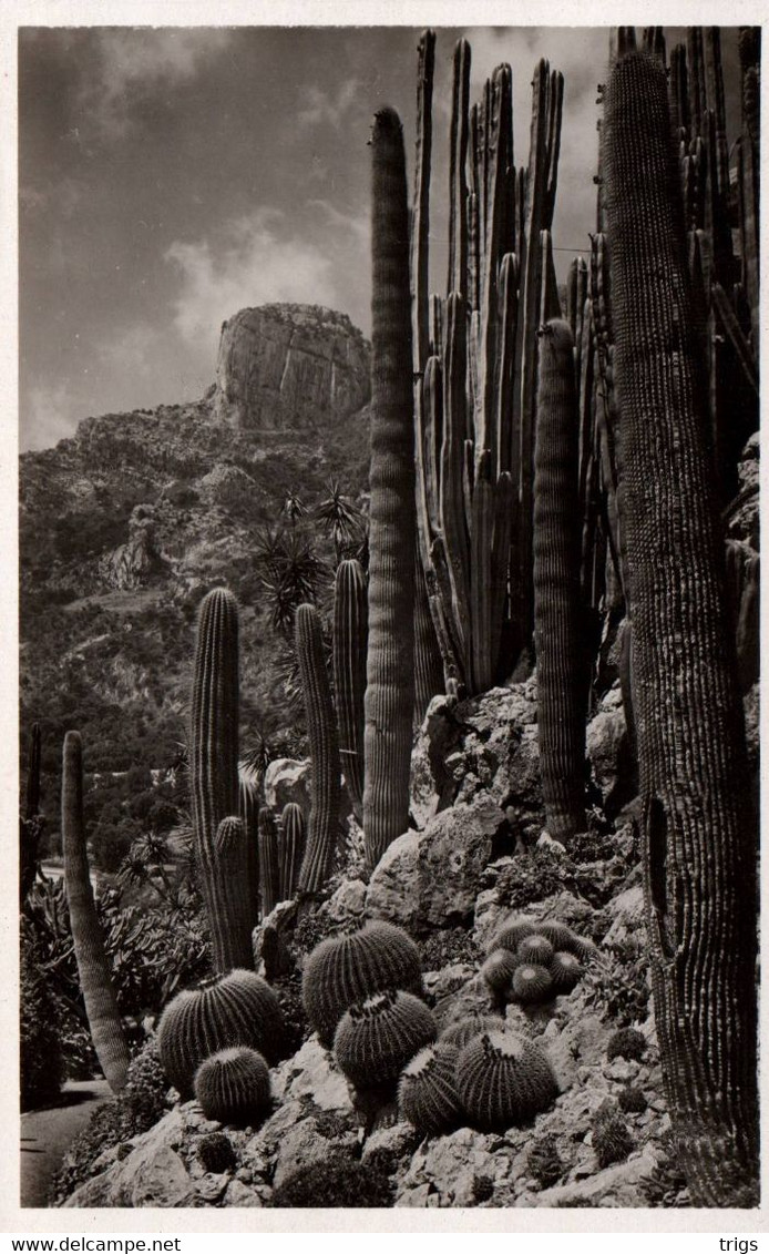 Monaco (Jardin Exotique) - Echinocactus Grusonii, Pilocereus Polylophus, Cereus divers