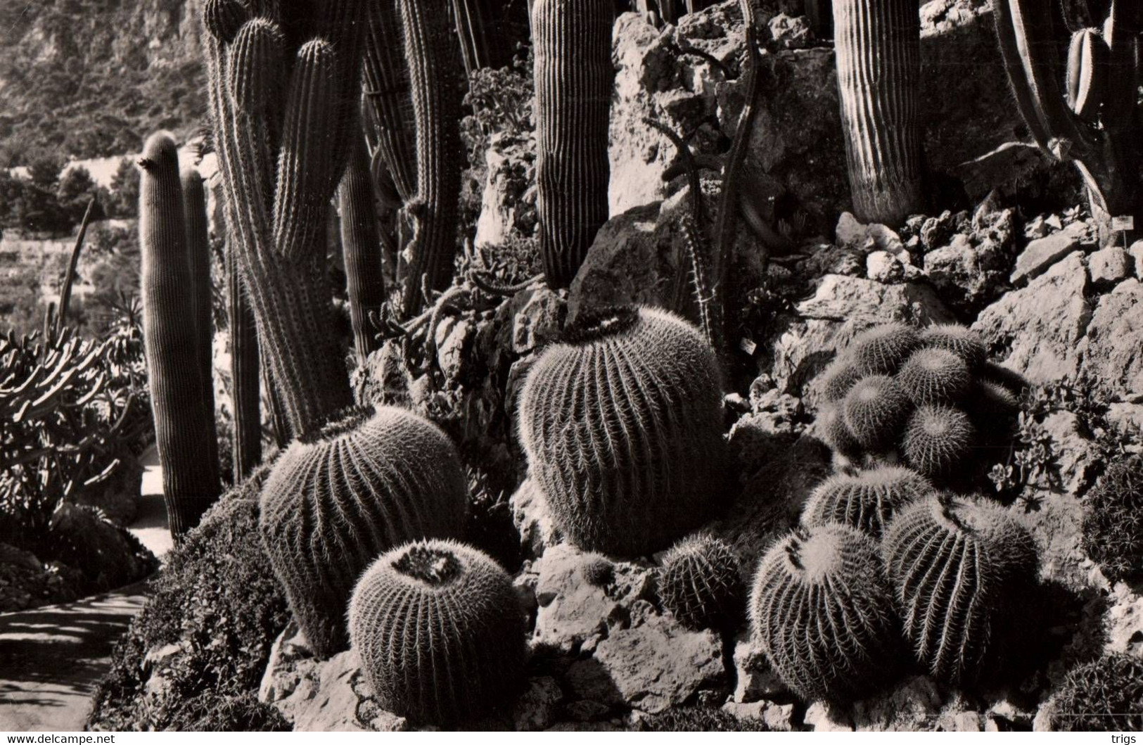 Monaco - le Jardin Exotique: Echinocactus et Pilocereus