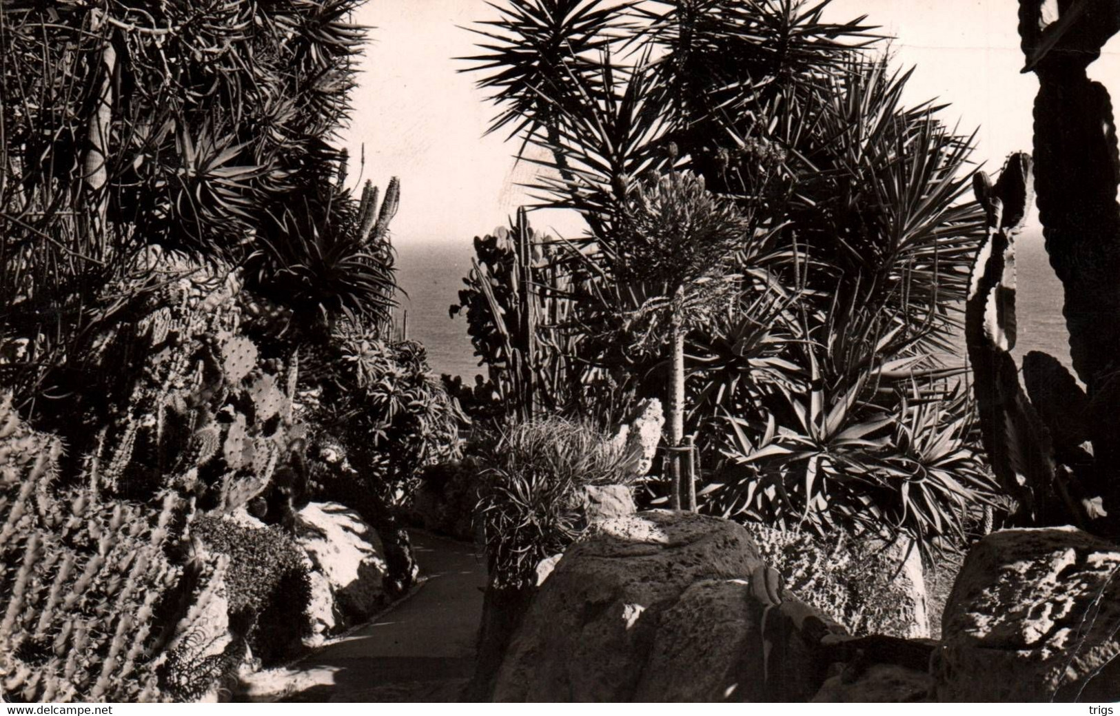 Monaco - le Jardin Exotique, la Méditerranée