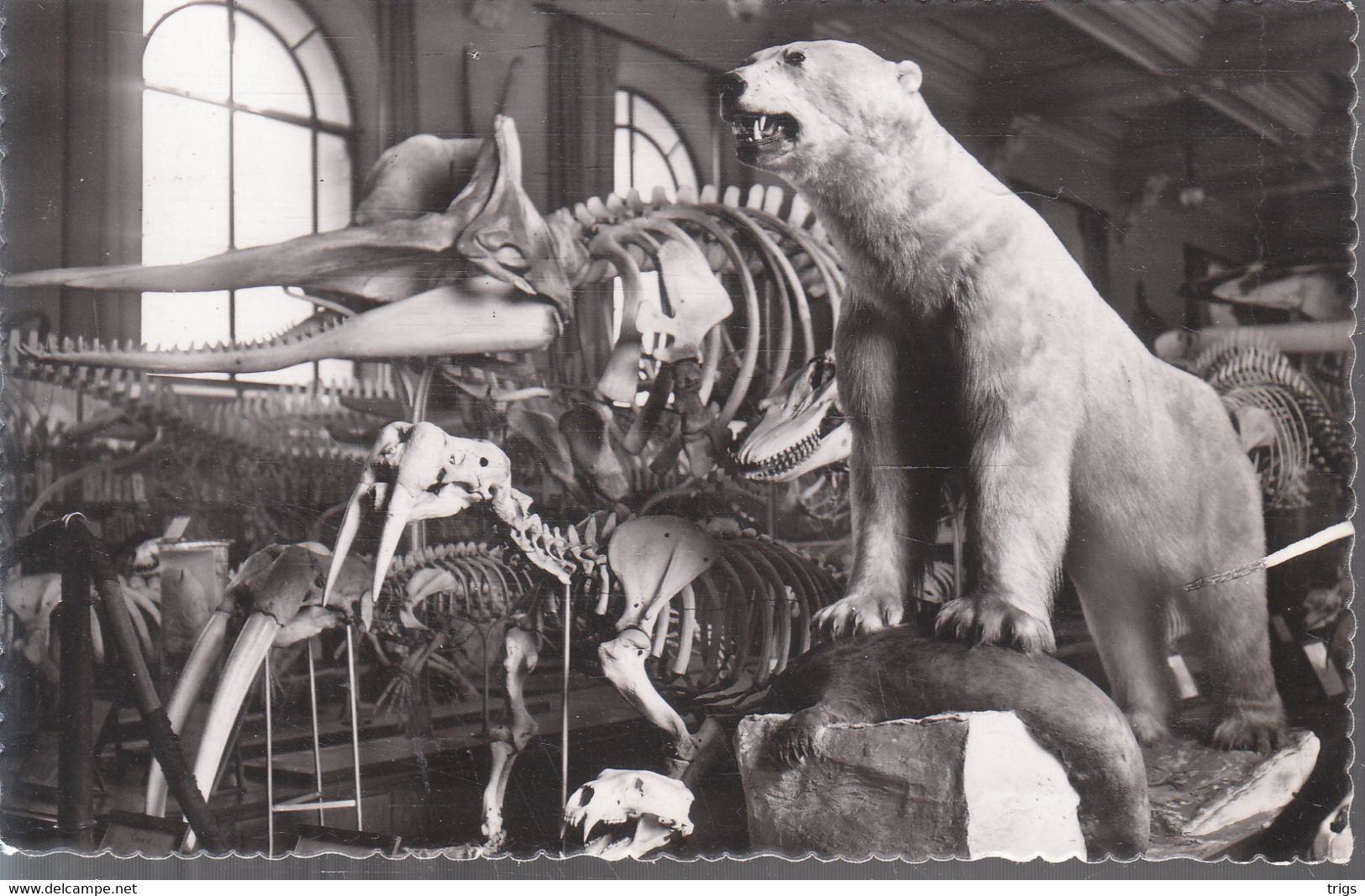 Monaco - Musée Océanographique, Salle d'Océanographie Zoologique: Cachalot et Ours Blanc