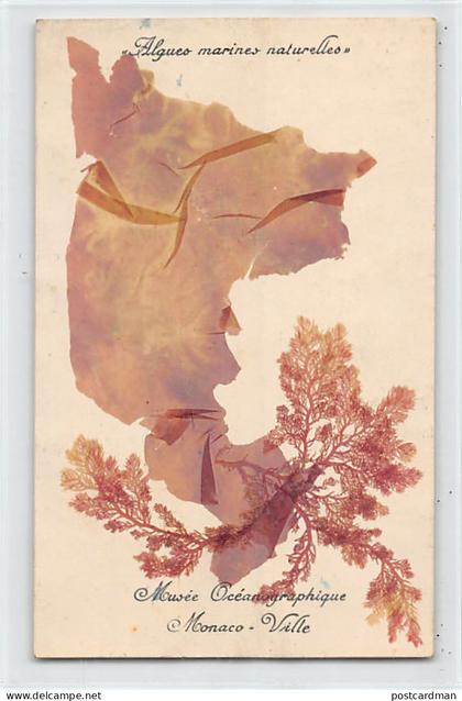 Monaco - Algues marines naturelles du Musée Océanographique