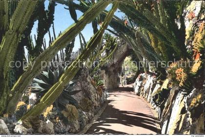Monaco Jardin Exotique Allee Cereus