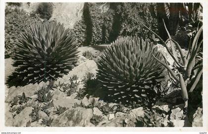 CPM Jardin exotique de Monaco Agaves victoria reginae aloes et gasterias divers