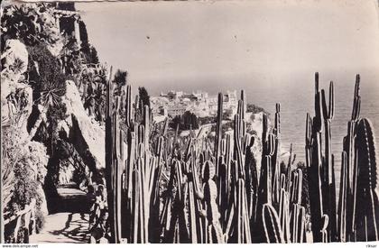 MONACO(ARBRE) CACTUS