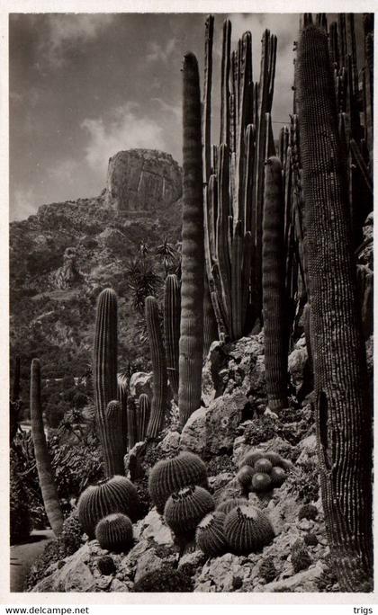 Monaco (Jardin Exotique) - Echinocactus Grusonii, Pilocereus Polylophus, Cereus divers