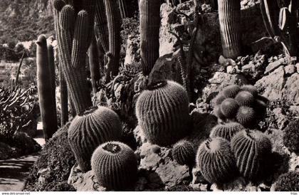 Monaco - le Jardin Exotique: Echinocactus et Pilocereus