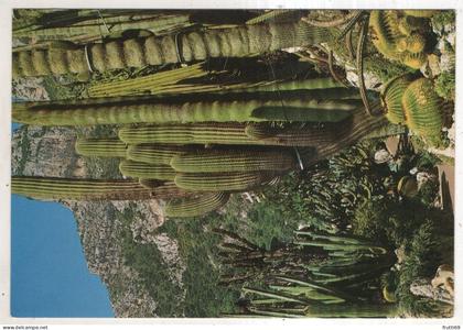 AK 250644 MONACO - Jardin Exotique